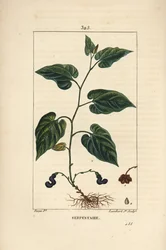 Serpentaria della Virginia - Aristolochia serpentaria