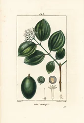 Vomiker - Albero della stricnina o noce velenosa, Strychnos nux-vomica, con frutto, seme, foglia e fiore. Incisione a puntasecca colorata a mano di Lambert Junior da un disegno di Pierre Jean-Francois Turpin da Chaumeton, Poiret e Chamberet