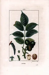 Ramo di noce con noci