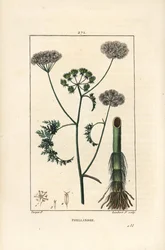Finocchio d