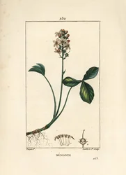 Trifoglio d