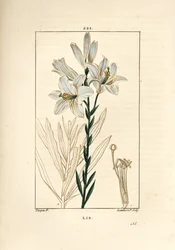 Giglio bianco o giglio della Madonna - Giglio bianco, Lilium candidum. Incisione a puntasecca colorata a mano di Lambert Junior da un disegno di Pierre Jean-Francois Turpin da 