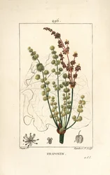 Rabarbaro selvatico - rabarbaro rapontico o falso rabarbaro, Rheum rhapontium, con fiore, stelo, seme e contorno della foglia. Incisione calcografica a puntinato colorata a mano di Lambert Junior da un disegno di Pierre Jean-François Turpin da «La» di