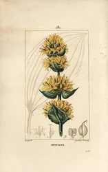 Genziana gialla o grande genziana - Genziana, Gentiana lutea. Incisione a puntasecca colorata a mano di Lambert Junior da un disegno di Pierre Jean-Francois Turpin da 