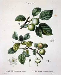 Melo mier commun sauvage - in "Nouveau Duhamel du Monceau ou traité des arbres et arbusti che si coltivano in Francia", figure secondo i disegni di P.J. Redoute e P. Bessa, Parigi