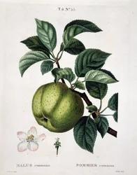Melo - in "Nouveau Duhamel du Monceau ou traité des arbres e arbusti che si coltivano in Francia", figure secondo i disegni di P.J. Redoute e P. Bessa, Parigi
