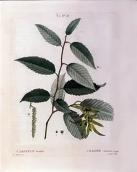 Botanica: Ramo di carpino. Tavola tratta da “Nouveau Duhamel du Monceau o Trattato degli Alberi e Arbusti Coltivati in Francia” Acquerello di Pierre Joseph Redoute (1759-1840) 1819