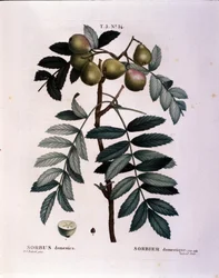 Botanica: ramo di sorbo domestico (Sorbus domestica). Tavola disegnata da “Nouveau Duhamel du Monceau o Trattato degli Alberi e Arbusti Coltivati in Francia”. Acquerello di Pierre Joseph Redoute (1759-1840) 1819