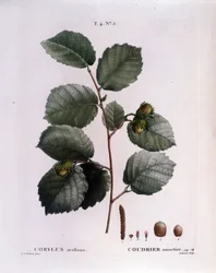 Botanica: ramo di nocciolo. Tavola tratta da 