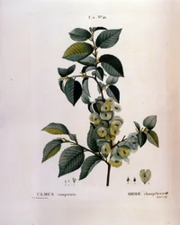 Botanica: ramo di olmo. Tavola tratta da Nouveau Duhamel du Monceau ou Traité des Arbres et Arbustes Cultivés en France. Acquerello di Pierre Joseph Redouté (1759-1840) 1819