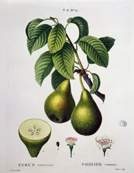 Poirier - in "Nouveau Duhamel du Monceau ou traité des arbres et arbusti che la cultura in Francia", figure secondo i disegni di P.J. Redoute e P. Bessa, Parigi