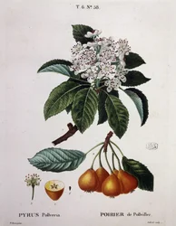 Poirier de Pollviller - in “Nouveau Duhamel du Monceau ou traité des arbres et arbustes que le culture en France”, figure secondo i disegni di P.J. Redoute e P. Bessa, Parigi