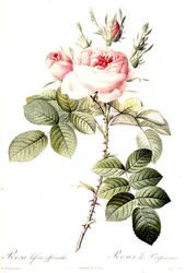 Rosa Bifera Officinalis, inciso da Langlois, pubblicato da Remond (incisione colorata)