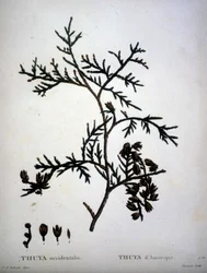 Thuya occidentalis o Thuya d