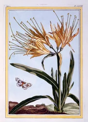 Un giglio, pub. 1776