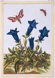 Fiore di tromba genziana blu, pub. 1776