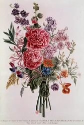 Bouquet composto con rose Litografia di Pierre Joseph Buchoz (1731-1807) XVIII secolo Parigi, B.N.
