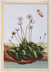 Erba di Parnassus