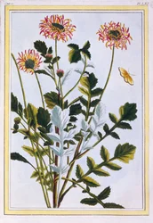 Arcotis etiope (giglio africano), c.1766