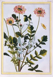 Margherita africana etiope, pub. 1776