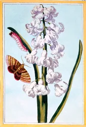 Giacinto, c.1766