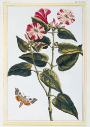 La Belle de Nuit Morning Glory, pub. 1776
