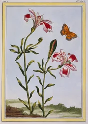 La Fleur Tachete des Incas (Giglio peruviano), c.1766
