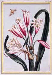 Amarillide a Foglia Lunga, pub. 1776