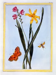 Ixia Sudamericana