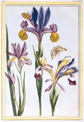 Iris variegato, c.1776 (incisione colorata a mano)