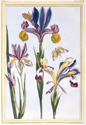 Iris variegato