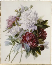 Un bouquet di peonie rosse, rosa e bianche