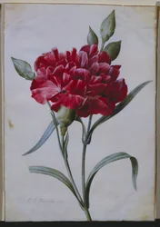 Un garofano rosso scuro, 1822