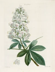 Aesculus Hippocastorum, ippocastano, c. 1800-1830