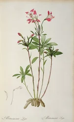 Alstraemeria Ligtu, da 