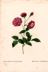 Rosa cinese animata, ibrido di Rosa chinensis