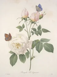 Bengale Thé hyménée, da Choix Des Plus Belle Fleurs et des Plus Beaux Fruits, 1827 (incisione a puntasecca colorata a mano)