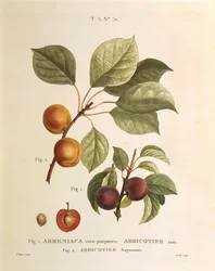Albicocca nera e varietà di albicocca: Prunus armeniaca, Armeniaca atropurpurea di Pierre Joseph Redoute