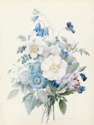 Astri blu, rosa spinosissima (ibrida), campanula, viole, garofano e una rosa selvatica