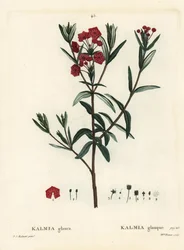 Alloro di palude, Kalmia polifolia. Incisione a puntasecca colorata a mano da Miss Brenet da un