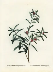 Rosmarino di palude, Andromeda polifolia. Incisione a puntasecca colorata a mano da un