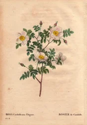 Rosa candolleana elegans. In 