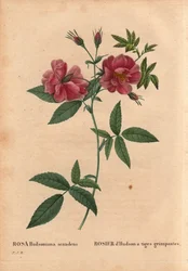 Tavola botanica, Fiore, Varietà di Rosa: Rosa Hudson con steli rampicanti (Rosa hudsoniana scandens). Dal Nord America. In “Les Roses”, Volume 2 di Pierre Joseph Redoute (1759-1840)