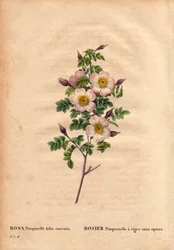 Tavola botanica, Fiore, Rosa Varietà: Rosa Pimprenelle con steli senza spine (Rosa pimpinellifolia inermis). In “Les Roses”, Volume 2 di Pierre Joseph Redoute (1759-1840)