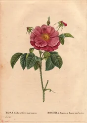 Tavola botanica, Fiore, Varietà di Rosa: Rosa di Provenza con fiori marmorizzati (Rosa gallica flore marmoreo). Origine sconosciuta. In “Les Roses”, Volume 2 di Pierre Joseph Redoute (1759-1840)