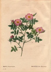 Rosa dumetorum. In 