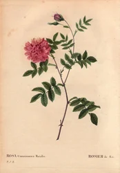 Tavola botanica, Fiore, Rosa Varietà: Rosa di Maggio. (Rosa cinnamomea maialis). Fiore selvatico che cresce in tutta Europa. In “Les Roses”, Volume 2 di Pierre Joseph Redoute (1759-1840)