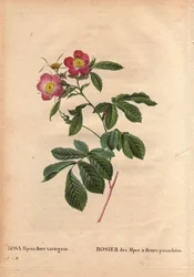 Tavola botanica, fiore, rosa varietà: Rosa alpina flora variegato. Introdotta in Francia intorno al 1813 da Poilpre. In Les Roses, Volume 2 di Pierre Joseph Redoute