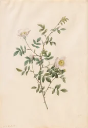 Rosa canina (Rosa Sepium Rosea)