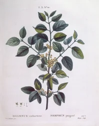 Spino cervino (Rhamnus catharticus), Henry Louis Duhamel du Monceau, tavola botanica di Pierre Joseph Redouté